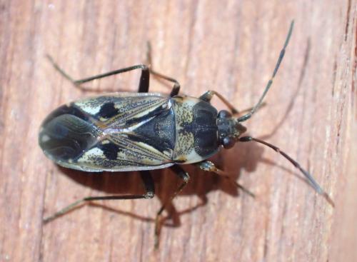 Réf. 242 942 : Rhyparochromus vulgaris